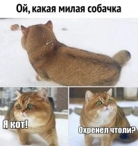 15 фото, которые показывают, почему рыжие коты — самые лучшие
