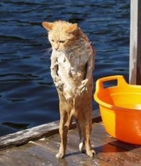 15 фото, которые показывают, почему рыжие коты — самые лучшие