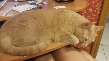 15 фото, которые показывают, почему рыжие коты — самые лучшие