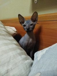 Копия моего Тошки.