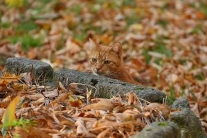 Кота видишь? Нет? А он есть.
