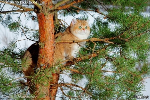 15 фото, которые показывают, почему рыжие коты — самые лучшие