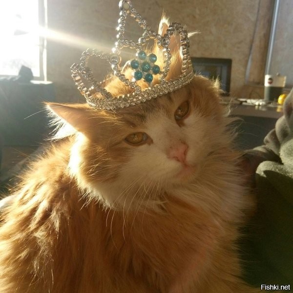 15 фото, которые показывают, почему рыжие коты — самые лучшие