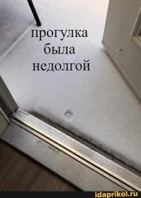 20 фото животных в снегу, которые учат нас радоваться мелочам