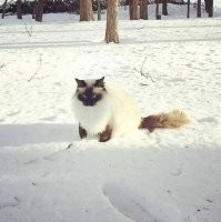 Моя любимая, зимняя тема.