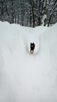 У нас в Кавалерово просто очень большой снег, а вот в Ольге реальная жопа. Мокрый снег и ветер. Сразу электричество пропало.Сейчас снег закончился. Завтра надеемся, что грейдер доберётся и до частного сектора.