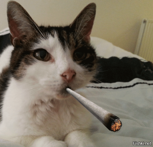 Кот курильщик-горе в семье