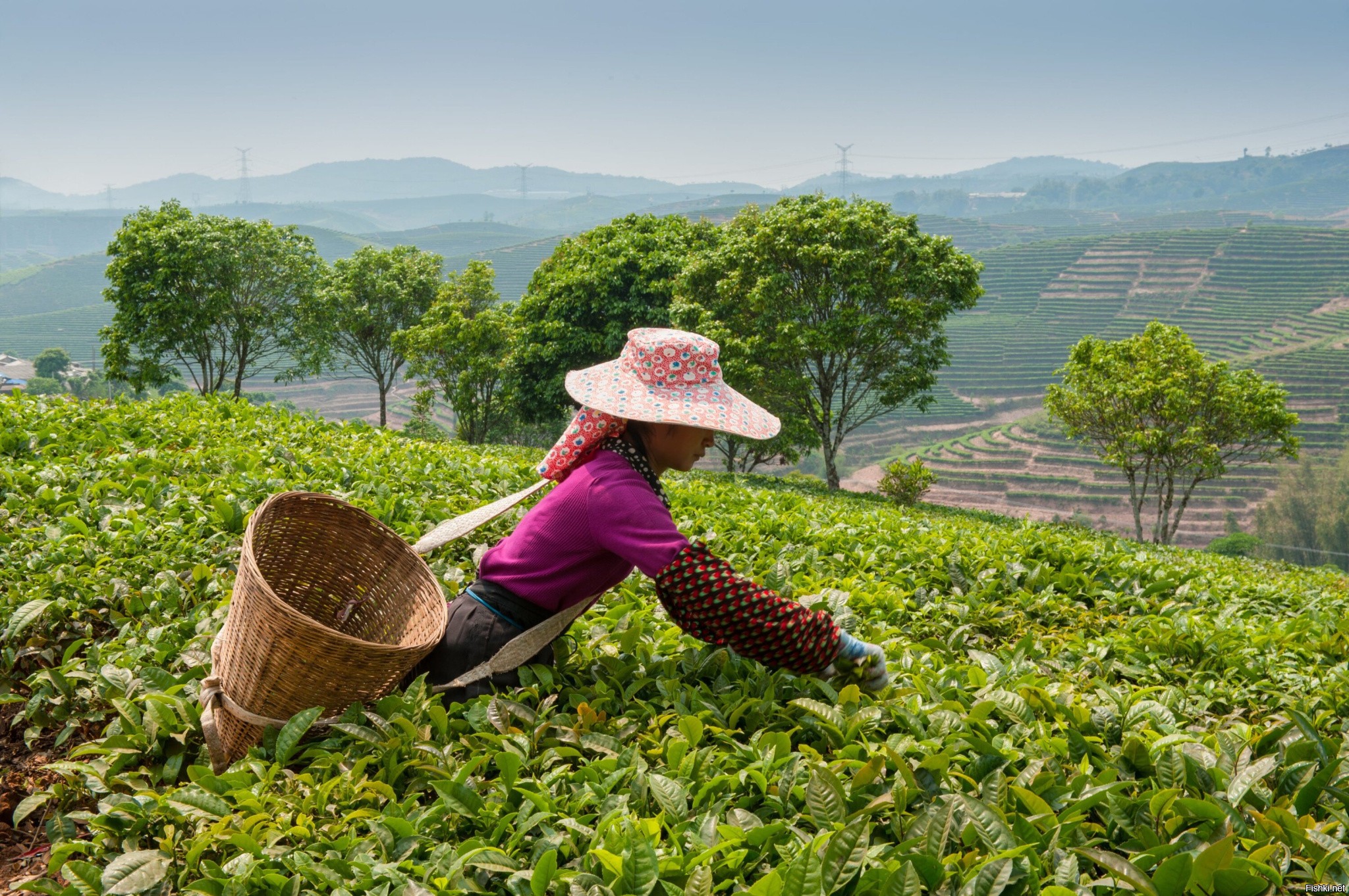 Сбор китайского чая. Чайна плинтации в Китае. Чайные плантации в Китае. ЧАЧАЙНЫЕ плантации Китай. Чайные плантации пуэра в Китае.