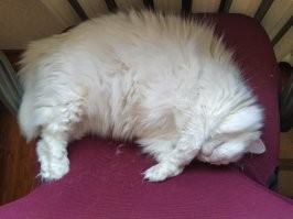 Моя у же стара прятаться. Просто отживает кресло.