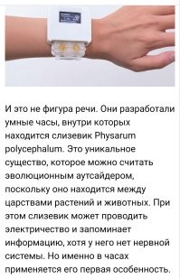 Идея Тамагочи жива! :)