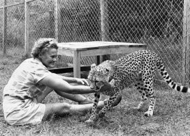 Мне собственно пофиг. Я не знала этого факта, а озвучили это вы. Лучше бы что полезное и умное про Джорджа и Джой Адамсон. Про этого хаксли я слышу впервые и сильно сомневаюсь что он принёс кому то пользу, несмотря на его типо биологические регалии. Судя по его словам там не биология, а озабоченность в голове была. А вот они несомненно принесли и приносят своими фильмами, книгами до сих пор! И именно они стоят у истоков вообще сохранения животных, запрете охоты, борьбы с браконьерами и организацией заповедников.
 А по мнению таких вот "биологов" эти фото точно доказывают лесбиянство Джой и диких кошек. А вы это ещё и повторяете.