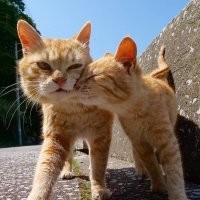 15 фото, которые показывают, почему рыжие коты — самые лучшие