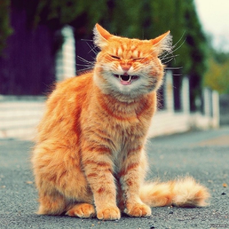 15 фото, которые показывают, почему рыжие коты — самые лучшие