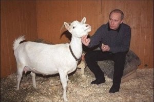Ну, а беременную козу вы уже видели...