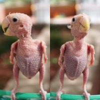 Судя по массе бородатых дрищей, то скорее будет так.