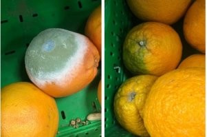 Лучше сожрать апельсины за полдня. Ибо через неделю они будут выглядеть так: