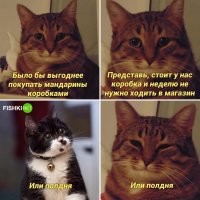 Лучше сожрать апельсины за полдня. Ибо через неделю они будут выглядеть так: