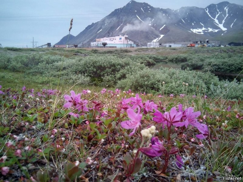 ... Так, строганину и долбанину   пожалуй, эти блюда наиболее известны за пределами полуострова   готовят из сырой замороженной оленины или рыбы: в первом случае ее строгают соломкой и подают с заправкой из воды, перца, соли и уксуса, а во втором   долбят до тех пор, пока не превратят в порошок.
 Прям волшебники какие-то.
 
Факты о Чукотке.

Этот полуостров расположен так далеко на Восток от Европы, что находится уже в Западном полушарии Земли, а не в Восточном.
Чукотка также является единственной частью Азии, лежащей в Западном полушарии.
Своё название Чукотка получила благодаря населяющему её коренному народу чукчей. Имя полуострову дал мореплаватель Беринг, в честь которого названо омывающее чукотские берега Берингово море (интересные факты о морях России).
Большая часть всей территории Чукотки лежит на высоте выше 1 км над уровнем моря.
Чукотская зима длится до 10 месяцев в году.
На Чукотке вообще нет лесов. Кругом расстилается лишь бесконечная тундра.
Здесь было найдено немало ископаемых останков мамонтов и других вымерших животных, отлично сохранившихся в вечной мерзлоте (интересные факты о мамонтах).
С советских времён Чукотка является закрытым регионом. Специальное разрешение для её посещения требуется не только иностранцам, но даже гражданам России, проживающим в других регионах.
Чукотку и Аляску разделяет лишь Берингов пролив.
Чукотские мастера изготавливают из моржовых клыков удивительные резные фигурки, которые очень высоко ценятся у коллекционеров всего мира.
В этих краях часто бушуют бури, а на море наблюдаются волны по 5-7 метров высотой.
Коренные жители Чукотки называют себя льыоравэтльан, что в переводе с языка чукчей означает «настоящие люди».
Местным жителям разрешена охота на китов, хотя китобойный промысел в целом в мире, да и в России тоже, запрещён. Китовое мясо составляет от трети до половины рациона жителей Чукотки, придерживающихся традиционного уклада жизни.
На Чукотке находится озеро Эльгыгытгын, примечательное самой идеально круглой формой среди всех озёр планеты. Оно образовалось в результате заполнения водой метеоритного кратера (интересные факты об озёрах).
Чукчи пользуются двадцатеричной системой счисления вместо принятой во всём мире десятичной. Кроме них, такая система была в ходу только у индейцев майя.
Изредка на Чукотке встречаются деревья, а вдоль речных берегов растут кустарники. Но в целом тут в основном произрастают травы, лишайники и мхи, и высота растительности не превышает 20 сантиметров.

Фото: ПРИРОДА ЧУКОТКИ ЛЕТОМ