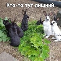 Понятное дело, двое справа. Это туристы из Европы случайно зашедшие в Гарлем!