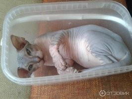 где-то в холодильнике, кот сфинкс - это что сейчас такое было?!