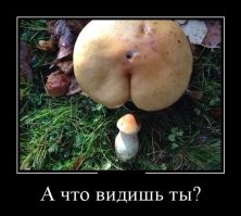 Демотиваторы - зарядись хорошим настроением!