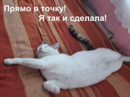 Пёс спас своего пушистого друга от проезжающей машины⁠⁠