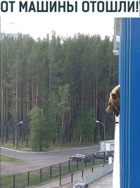Пожарным кричит.
