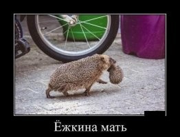 15 занимательных фотографий необычных вещей