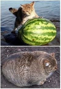 17 угарных фотобомб, которые устроили вездесущие котейки
