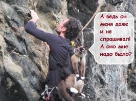 17 угарных фотобомб, которые устроили вездесущие котейки