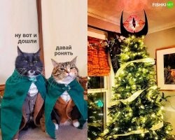 20 кошек, которые сломали новогоднюю ёлку и ничуть об этом не пожалели