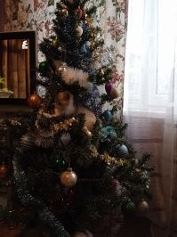 30 кадров с питомцами, которые словили новогоднее настроение