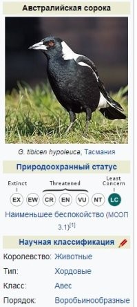 Австралийская сорока