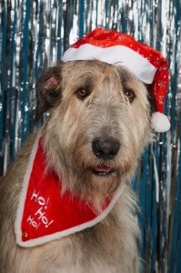 Наш тоже уже новогодний)