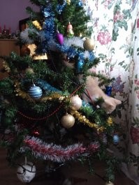 Животные, которые покажут все грани новогоднего настроения