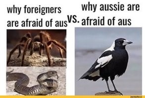 В Австралии нет сорок, только мэгпаи.
Австралийцы их боятся больше акул, пауков и змей: