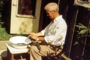 К нам на дачу лесники принесли сорочёнка с подбитым крылом. Из гнезда выпал.  Всё лето с нами прожил, за четыре месяца стал почти как член семьи. Страшно любопытная птица, конечно - до всего есть дело. И очень шкодливая!