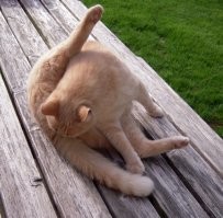 Как кошечка :)