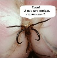Как муравьёв используют в качестве хирургического шва