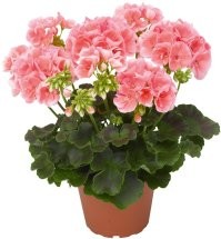 Ну, просто великий поэт по меркам 404. Лови букетик