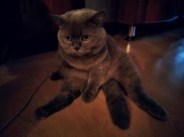 моей коше 9 лет, когда играет голые руки/ноги хватает только подушечками лапок, если в штанах/рубашке .. то когтями 
зубы острые как иголки до сих пор