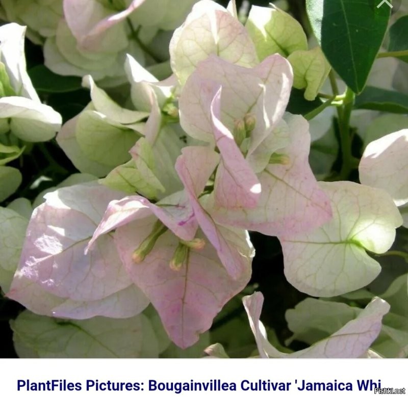 По фото сложно определить, но по строению прицветников и листьев больше похоже на белую бугенвиллию (нечасто встречается, обычно встречаются розовые, лиловые, фиолетовые)