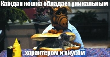 Кошка, которая любит зиму и снег