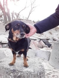 Да. У меня были Пиппа и Тотошка, которые прожили соответственно 18 лет и 9 месяцев и 19 лет и 2 месяца. Оба были мелкие около 6 кг веса, дворняжки. Тотошка был первый щенок Пиппы. Ели вообще всё что и мы. Потом ещё считаю долгожителем моего большого пса Бакса. Он был смесок чёрного терьера и ризеншнауцера. Для собак таких размеров, возраст в 16.5 лет весьма солидный. Варили кашу на обрезях с овощами и давали разные вкусняхи. Сейчас у меня возрастная собака Гера 11 лет. Гера всегда была флегматичной, но сейчас ещё более любит полежать на боку, хотя и расстраивается когда не берём в дальние прогулки. Но она очень устаёт и даже начинает прихрамывать. Так что теперь гулянки только в саду и в ближайшем парке. Три года назад удалили огромный камень из мочевого пузыря. Были тяжёлые осложнения. Еле выжила. Но сейчас бодра, весела. Сухой корм и курсами лечебный. Герочка на одной из последних дальних прогулок.