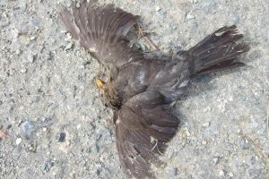 Бедные птички. Многие не переживают новогоднюю ночь. Гибнут от испуга и ударов о стены домов и о деревья.