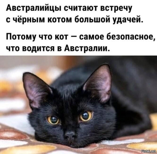 Может не заяц а кот?