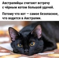 Может не заяц а кот?
