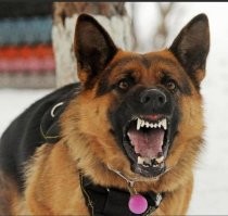 Таксы у немцев?!