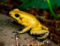 А ядовитые лягушки, например, Ужасный листолаз (Phyllobates terribilis) -- не земноводные?