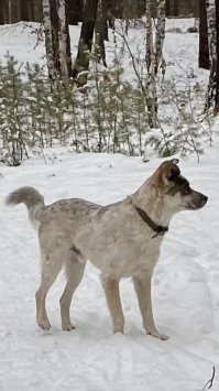 Мы забрали с женой такого домой. Он наш сынок. То же с биркой был. Назвали Балу, Балуха, Балухан. Это пожалуй самое прекрасное в моей жизни. Умней, благодарней я не встречал. Потрясающая тактичность помноженная на исполинскую силу. Охранник и нянька. C нашей кошкой Эльзой они друзья не разлей вода. Спасибо ему что он появился в нашей жизни.